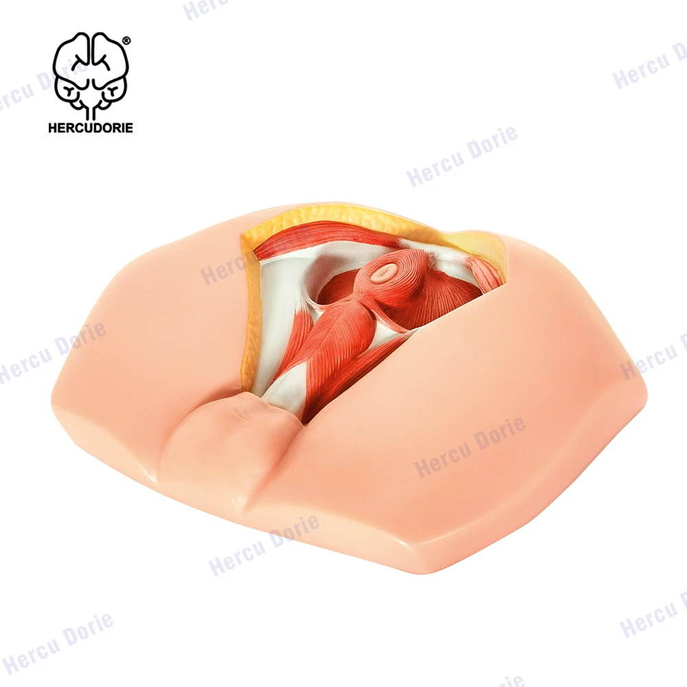 Male Perineal Neurovascular Model, Pelvic Floor Muscle Anatomy Model, Genitourinary Medicine Teaching Model