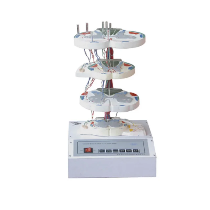 BIX-A2125  Medical teaching internal structure upper-downward fibers of the spinal cord electric model