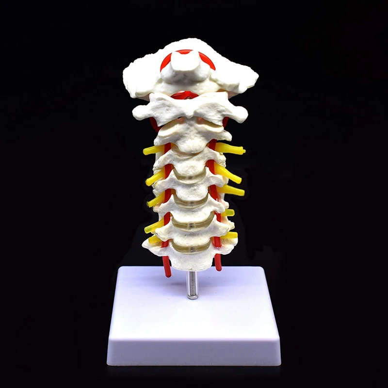 Cervical Vertebra Arteria Spine Spinal Nerves Anatomical Model Anatomy for Science Classroom Study Display Teaching Medical Mode