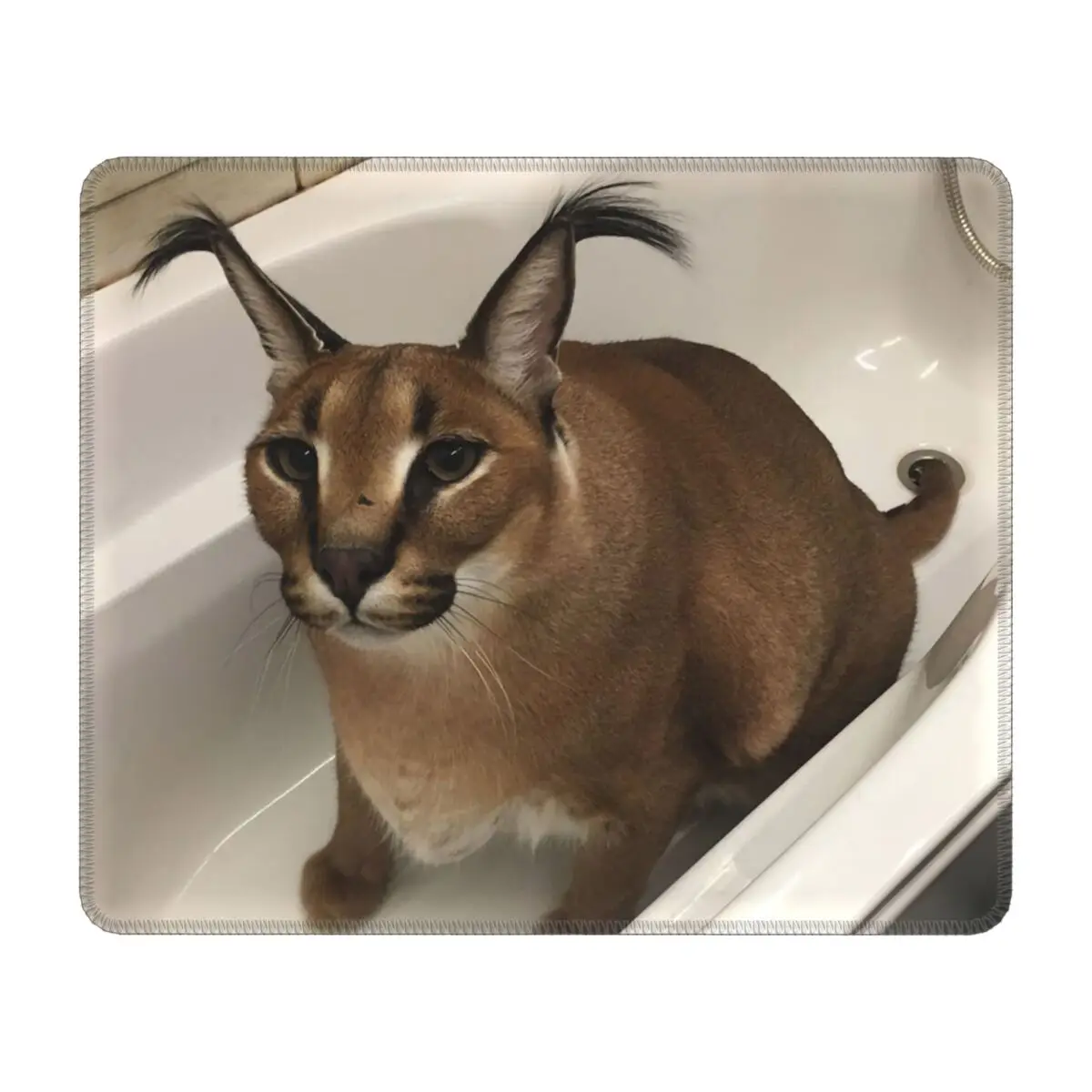 ¿Qué es Floppa? Descubre el fenómeno del gato caracal y sus productos inspirados