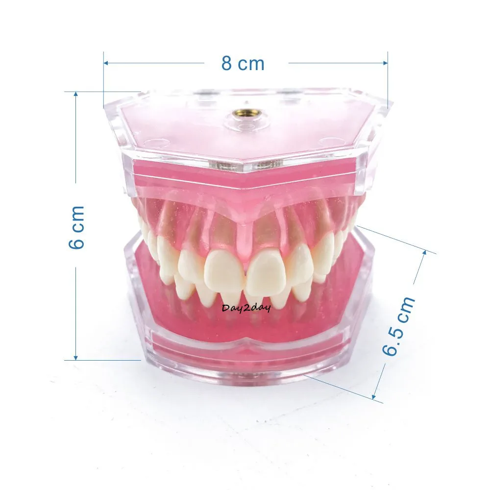 Adult Standard Typodont Demonstration Teeth Model #7004 #7008 Dental Study Teach Model