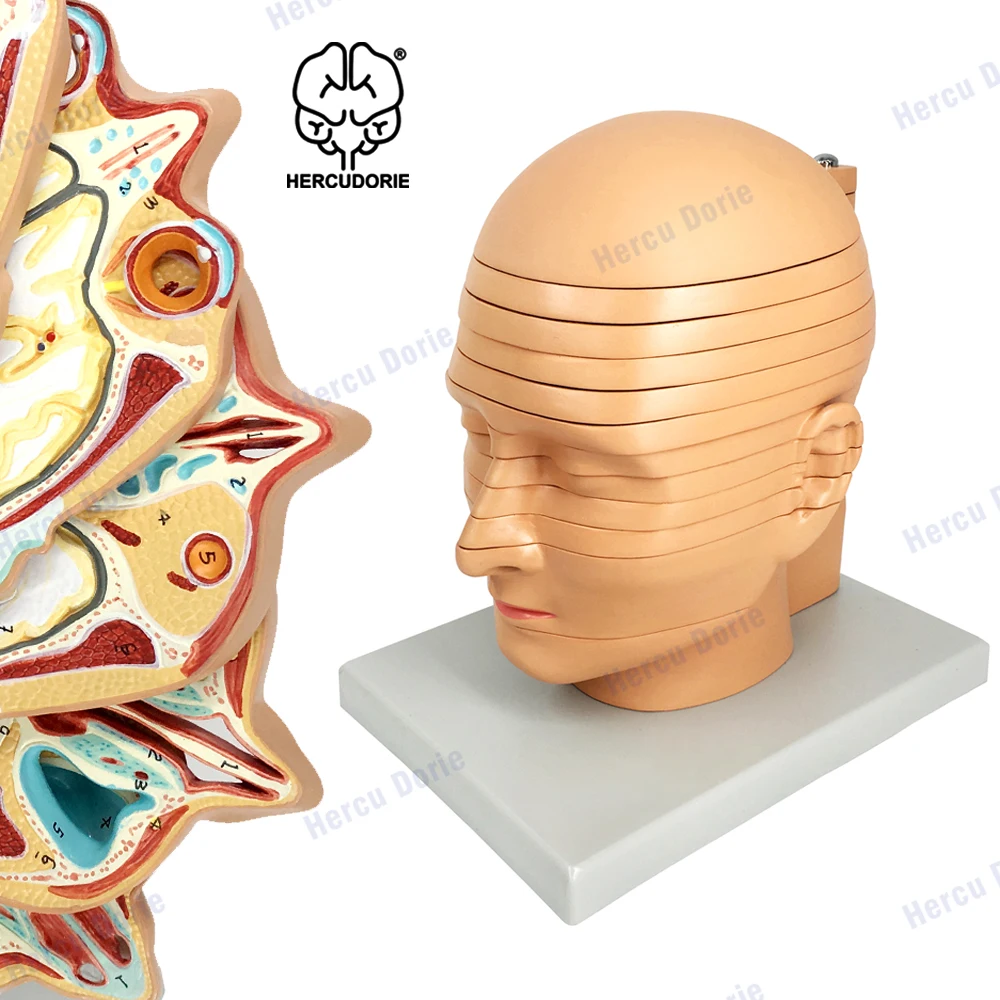 The model of head and neck dissection and the model of human head slice and brain horizontal dissection