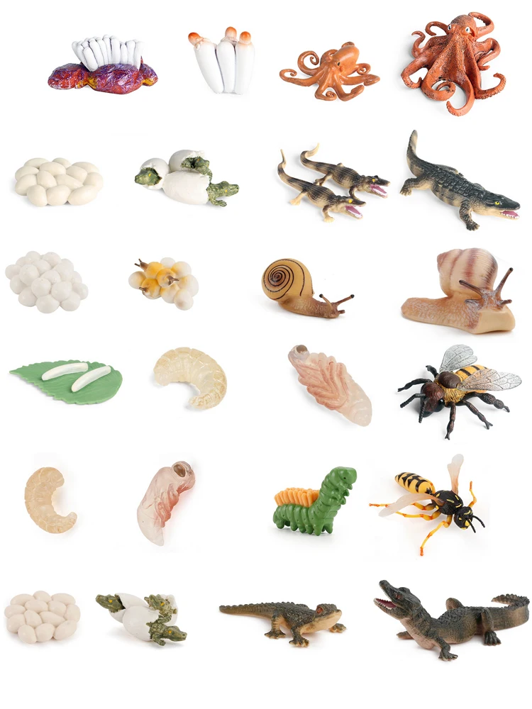 

Simulation Animals Action Figure Life Cycle Octopus Crocodile Snails Bee Wasp Growth Lift Figurine Gift Educational Kids Toys