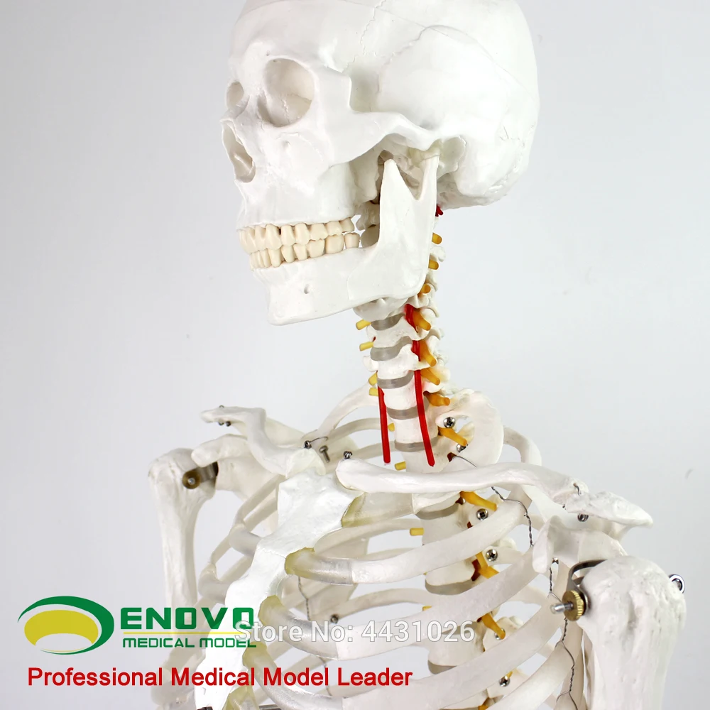 170cm human skeletal model skeleton specimen model art medicine medical pain department EGG101