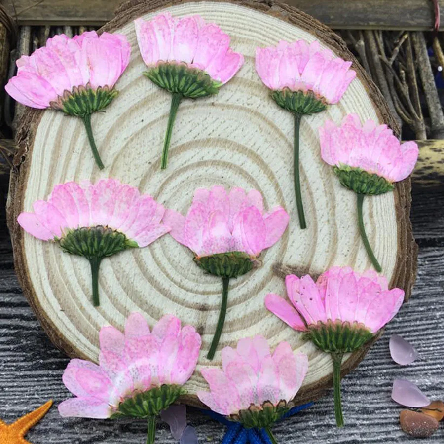 120pcs Side Pressed Pink Dried Daisy Flower Plants Herbarium For Jewelry iPhone Phone Case Photo Frame DIY Making Accessories