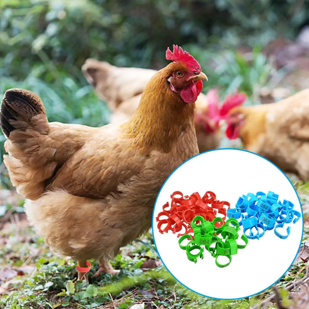 100 pezzi fasce per cosce di pollo 20 Mm anelli per pollame di pollo 3 colori piccione oche anello per uccelli di quaglia strumenti per il trasporto