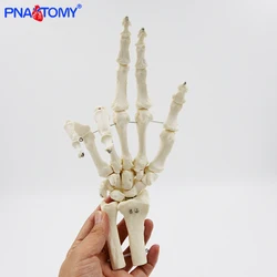 Modelo ósseo da mão humana, ossos flexíveis do raio da mão, esqueleto de Ulna, anatomia equipamentos educacionais, ensino médico, tamanho adulto, 1:1