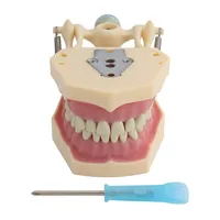Modelo Dental modelo de dientes compatible con Frasaco modelo de enseñanza Dental modelo estándar con 32 piezas de demostración de dientes atornillados