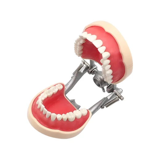 Imagen 2 del producto Modelo Dental de resina para entrenamiento, modelo de dientes Typodont para práctica de técnico Dental, enseñanza de dientes de goma, modelo de mandíbula, equipo de odontología
