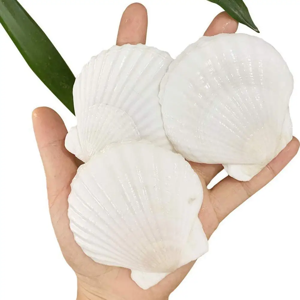 1 Pair 10~14cm Natural Scallop Shell White Coconut Shells Decoration Specimen Wedding Home Aquarium Seashell Decor H0Y2