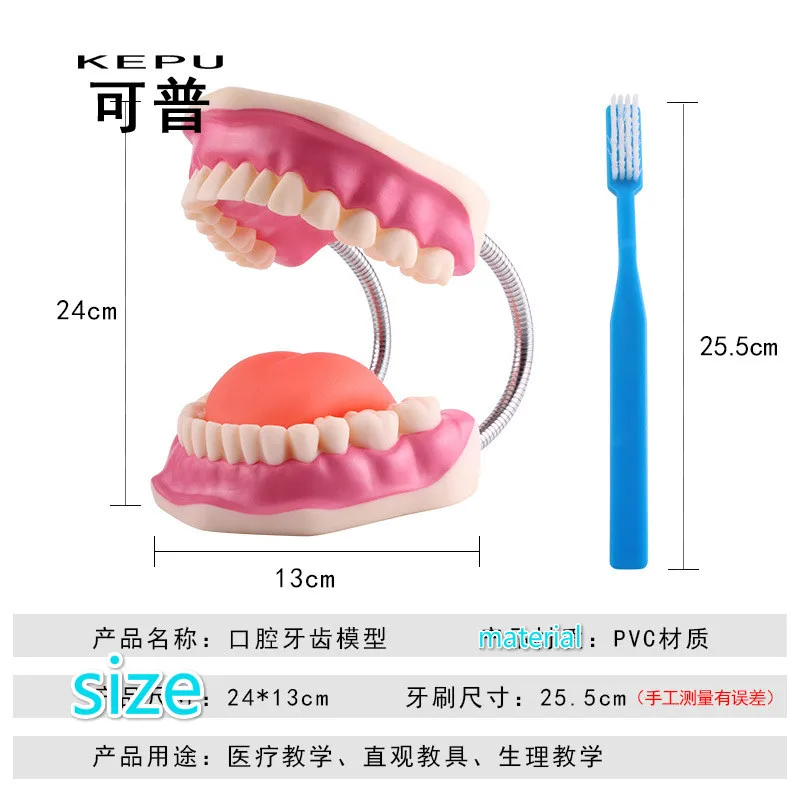 Oral Health Care Dental Model Kindergarten Teaching Aids Children's Toys Brushing Demonstration Van Dentition Dental Teaching