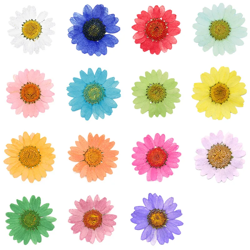 12 Pcs Pressed Press Dried Daisy Dry Flower Plants For Epoxy Resin Pendant Necklace Jewelry Making Craft DIY Accessories