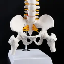 2023 NEW 45cm Flexible Human Spinal Column Vertebral Lumbar Curve Anatomical Model Anatomy Spine Medical Teaching Tool