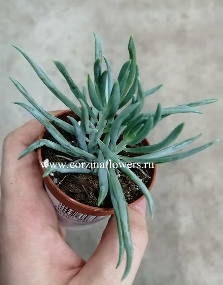 Che cos'è il Senezio e perché è amato dagli appassionati di piante grasse?