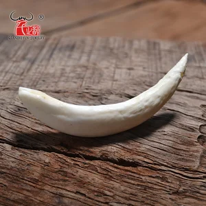 المعلقات الخرز العظام الطبيعية لصنع المجوهرات DIY ، أسنان خنزير الانحناء البرية ، الحلي القبلية البدائية ، الملحقات ، 10 قطع أفضل 10 مبيعات أصلية لأسنان الخنزير - رقم 7