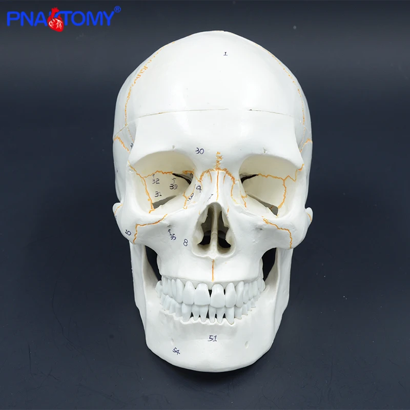 

Life Size Human Numbered Skull Model Anatomical Teaching Head Studying Supplies Skeleton Detachable Jaw Bone Anatomy with Manual