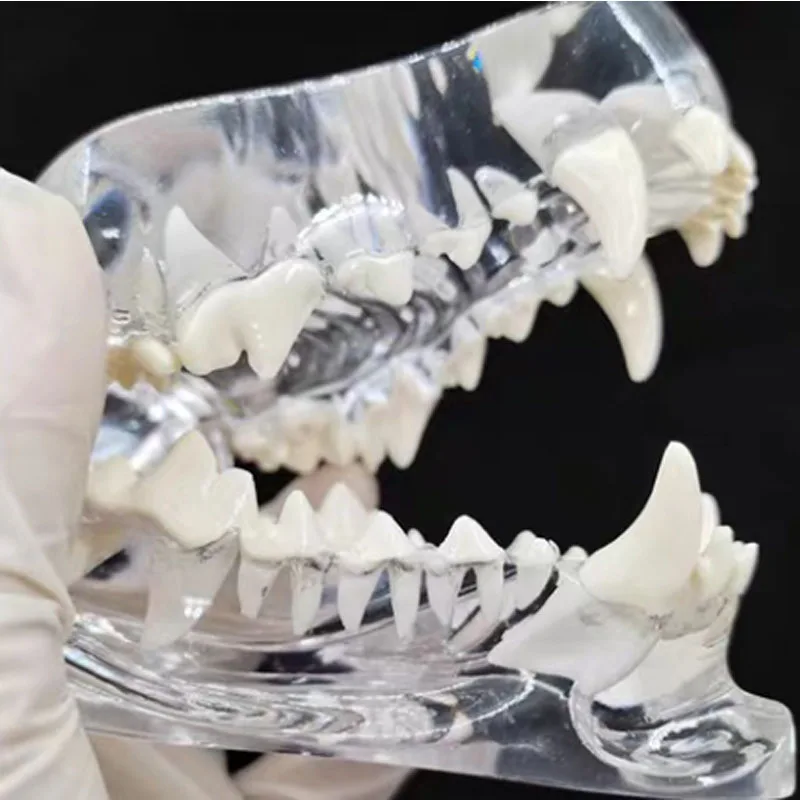 

Educational Transparent Dog Dentition Anatomical Canine Teeth Model for Veterinary Teaching Aids