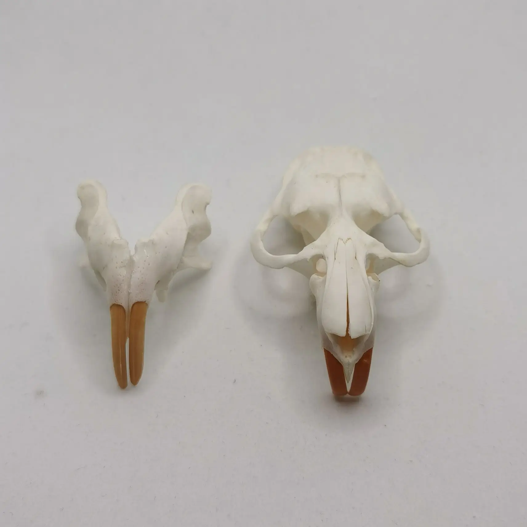 1 Pcs Real Muskrat  Animal Skull  Taxidermy Study Yuletide Christmas Gift Halloween Ornament