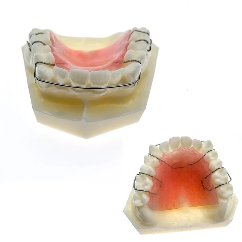 Teeth Model Upper jaw with retainer Demonstrates the structure of retainer Dental study Teeth Model