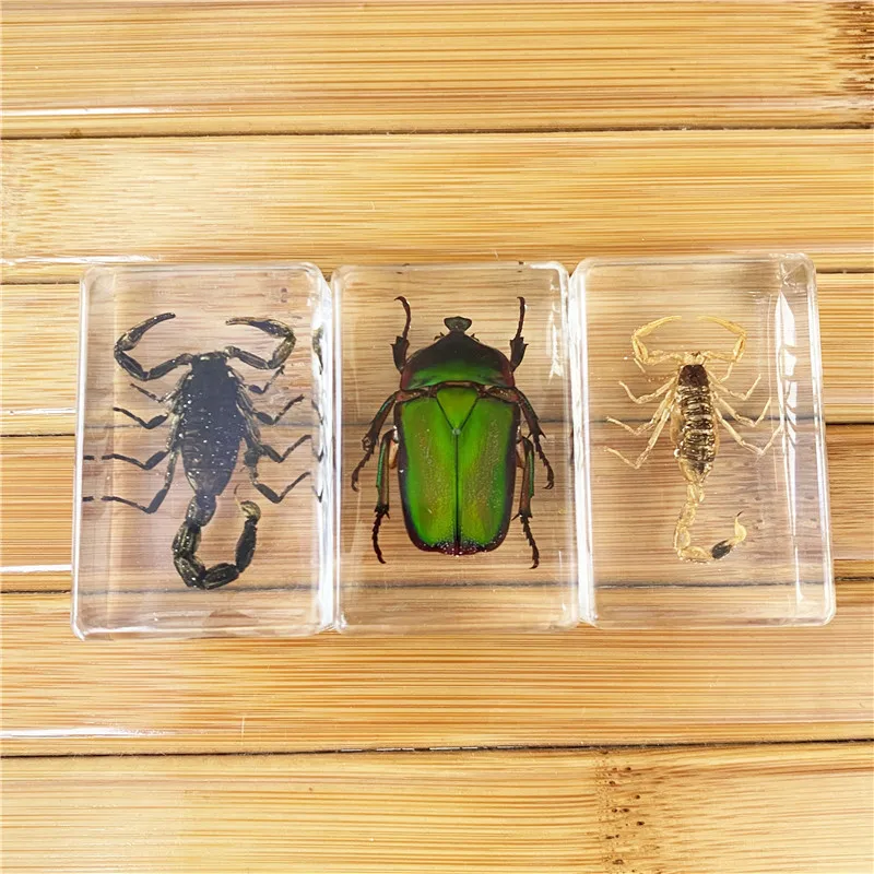 Nieuwe Stijl Handgemaakte Epoxyhars Insect Presse-papier Transparant Amber Insect Specimen