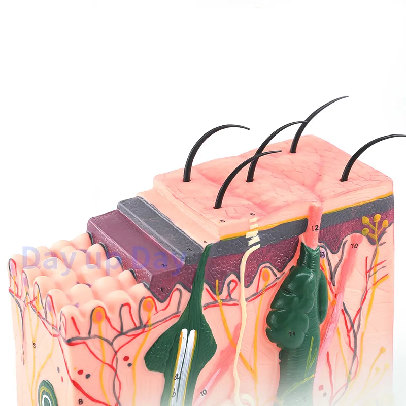 50 razy powiększony Model anatomiczny ludzkiej skóry strukturę tkanki medycznych kosmetycznych chirurgii plastycznej trójwymiarowy Model skóry