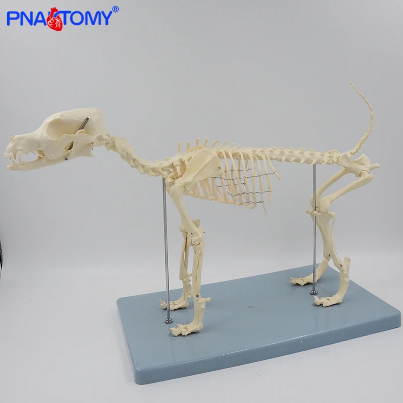 Dog Skeleton Model Canine Skeleton Anatomy Skull Spine Pelvis Lumbar Knee Anatomical Animal Model Educational Equipment Teaching