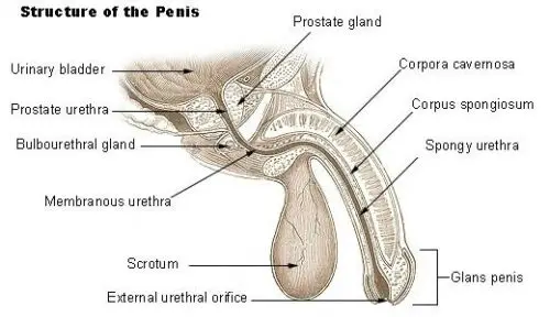 Penis Enlargement ED!! Recovery Ring ROP Magnetic Rod of Power Zinger ,Testosterone Booster,Penisring, Bodybuilding