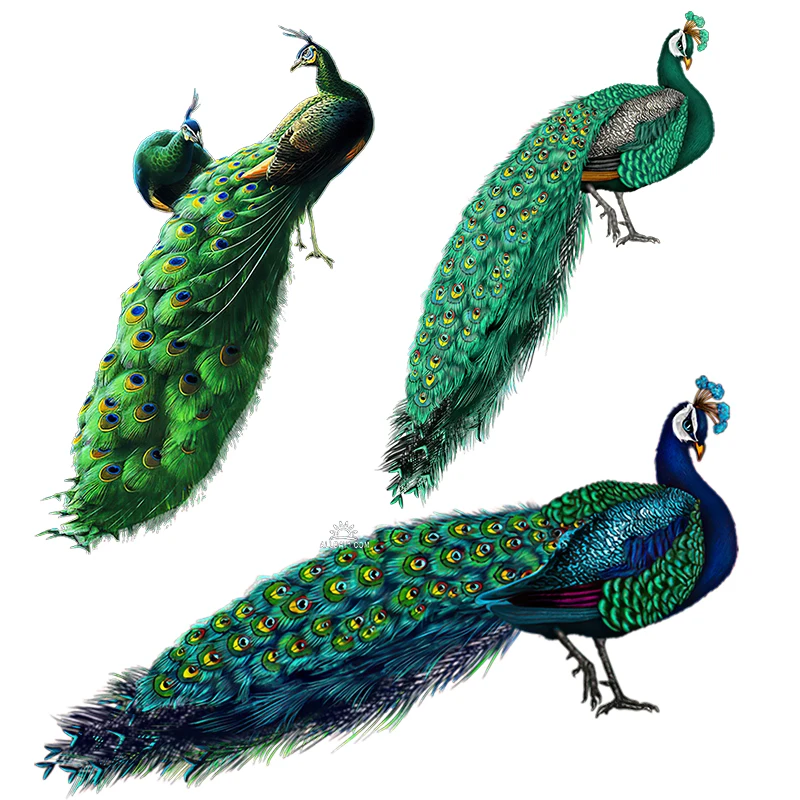 Three Ratels QCF161 Beautiful peacock wall sticker for home decoration toilet Decal