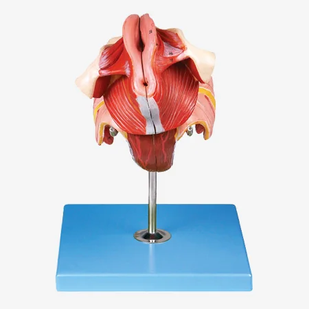 

Female genital organs model, Anatomy Genitals model