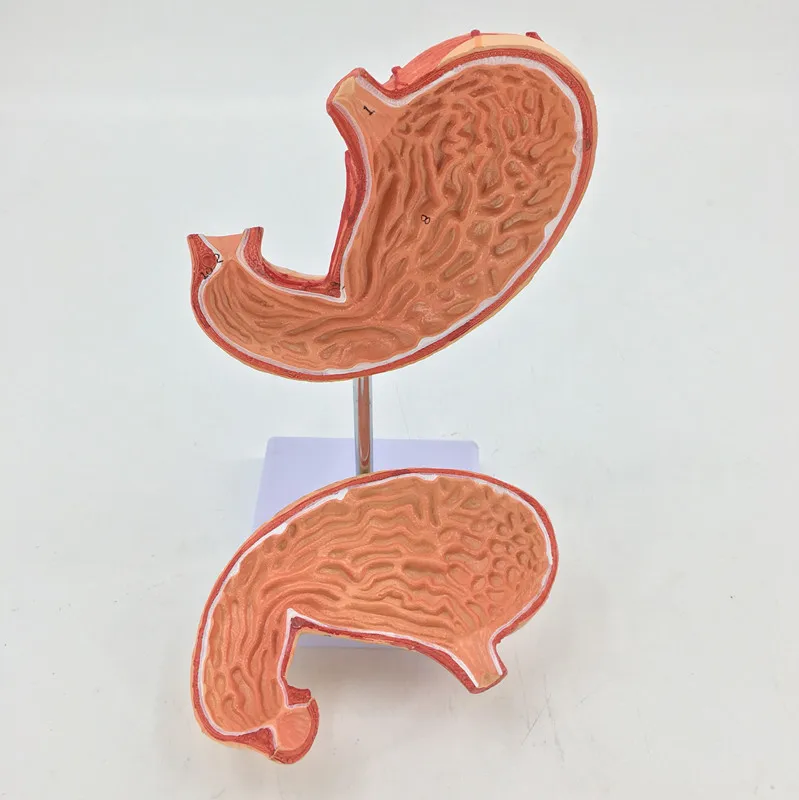 1:1 Life Size Human Stomach Anatomy Medical 2parts Model Coronal Section  School Nursing classroom supplies