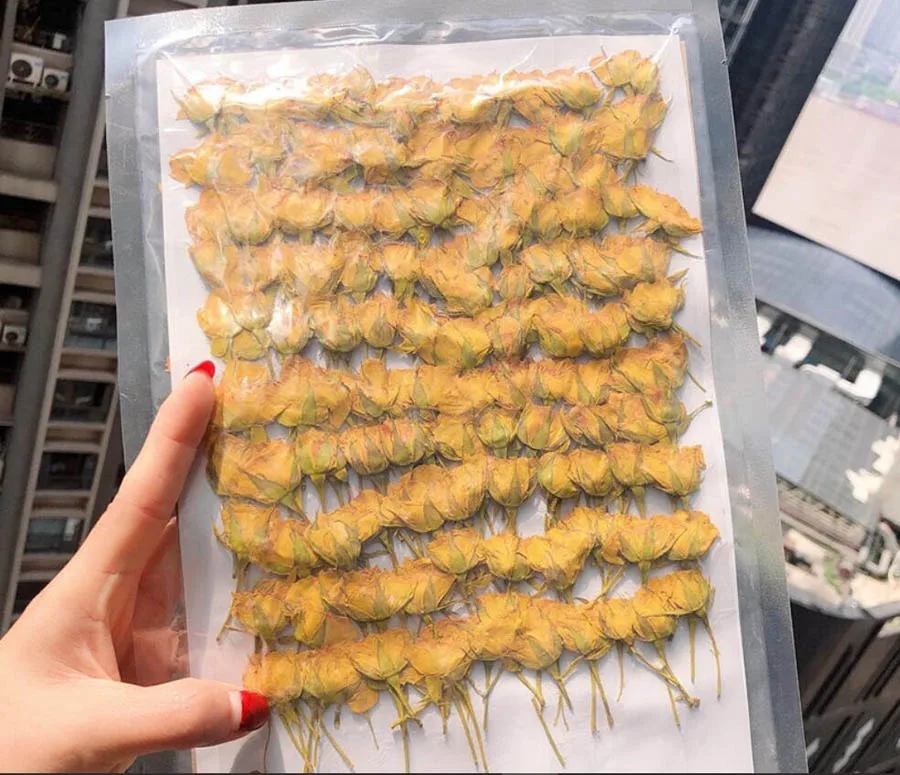 250pcs Side Pressed Dried 4-7cm Yellow Rose Flower Plant Herbarium For Jewelry Postcard Invitation Card Phone Case Bookmark DIY