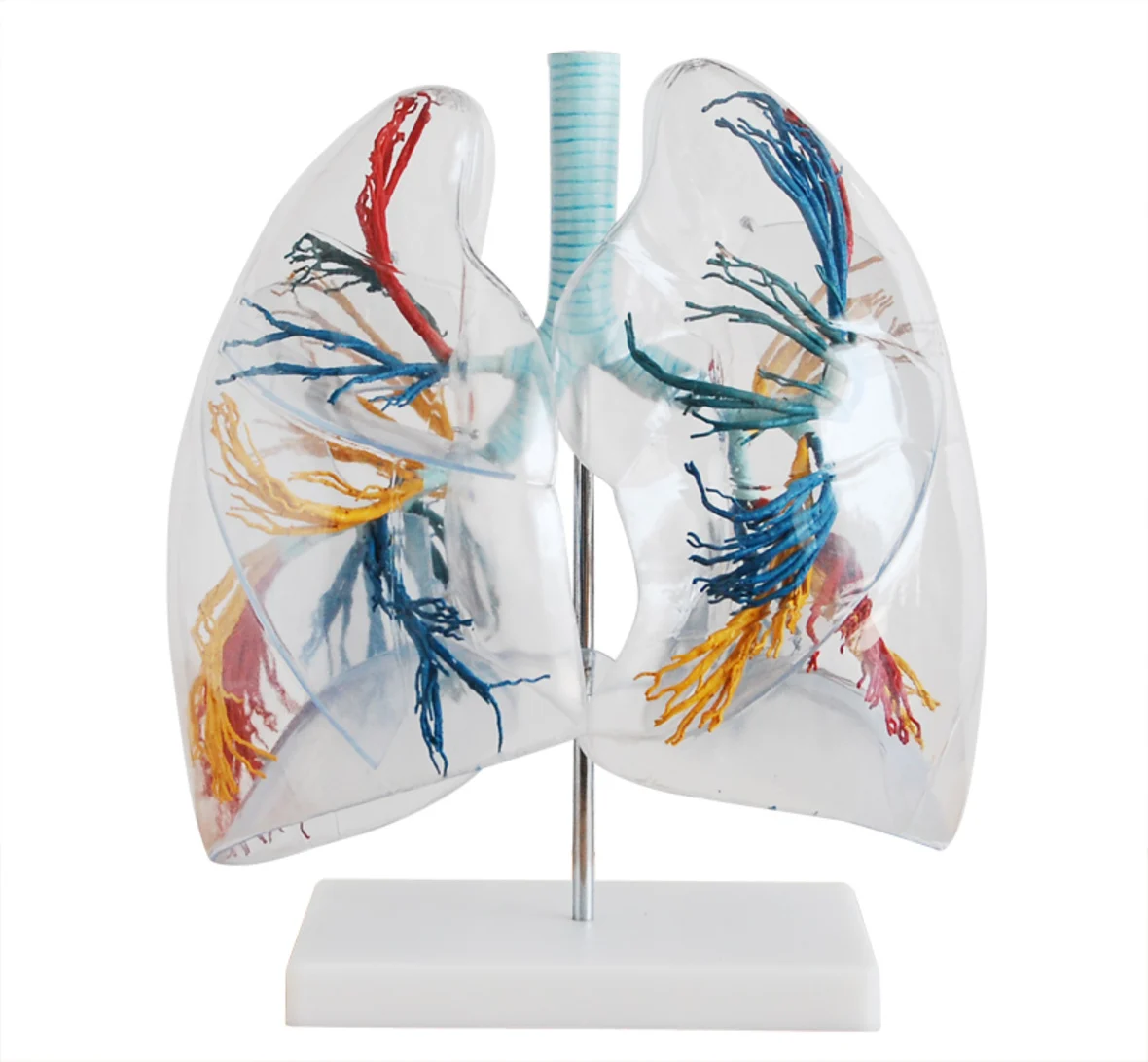 

Transparent Lung and bronchial tree Model,Transparent Lung Segment Model, Human Lung Anatomy model