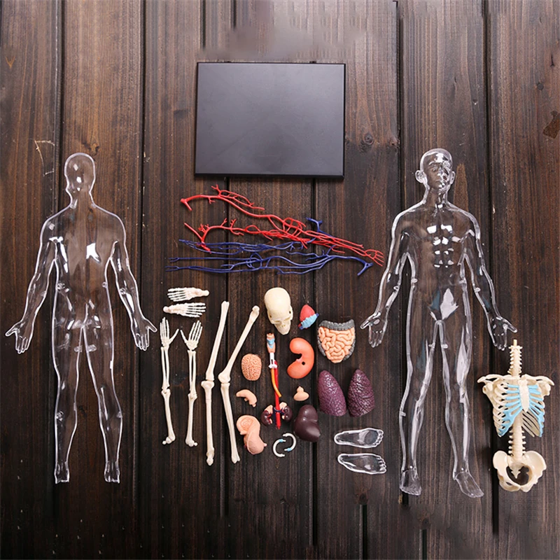 1:6 4D Human Body Model Anatomy SkeletonOrgan DIY Organ Assembly Educational Learning School Biological Teaching Tool