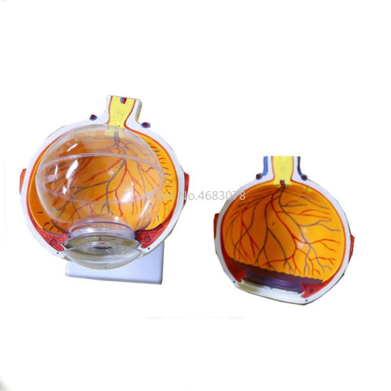 6 Times Human Eye Anatomy Model ENT Ophthalmology Eyeball internal structure Cornea iris lens vitreous