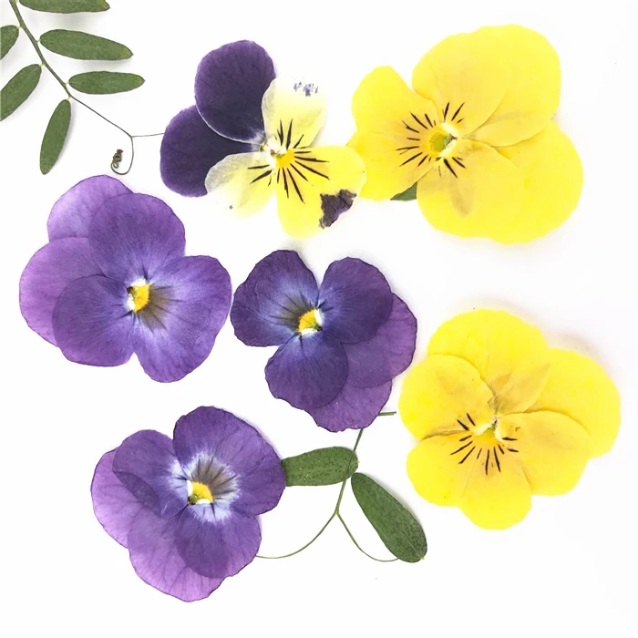 12PCS/bag Pansy Dried Press Flowers Purple/yellow Flowers Specimens For Kids Handmade Class Art Craft Scrapbooking