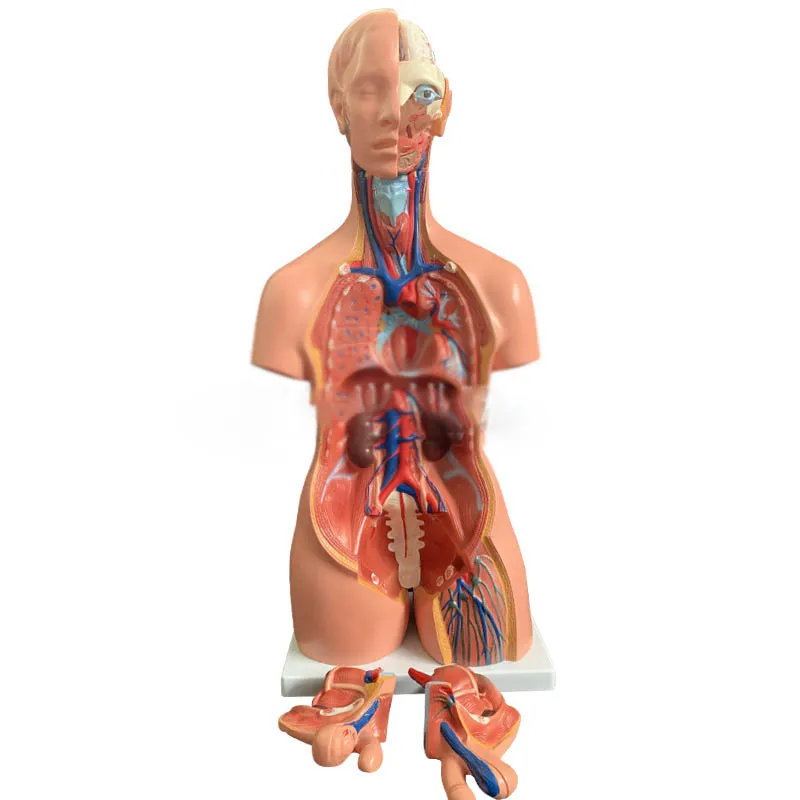 

The 85CM bisexual trunk model can be divided into 40 anatomical models of human body organs