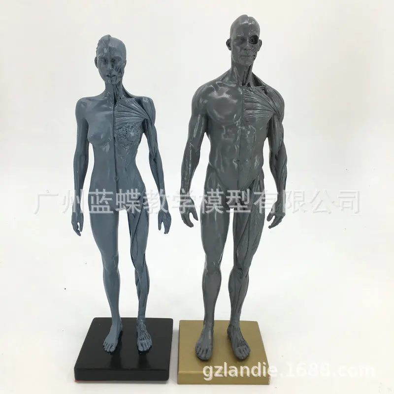 30 cm Scheletro Umano Musle Modello Anatomia Musculoscheletta Arte Pittura Scultura Insegnamento Riferimento Medico