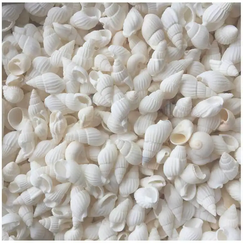 Small Natural Seashells for Beach Decor, Conch Embellishment, DIY Craft, Fish Tank, Wedding Decorations, 100PCs