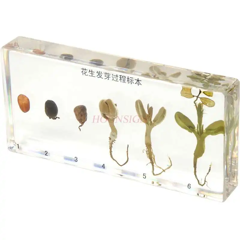 Kindergarten Cognitive Teaching Real Plant Seed Germinated Peanut Specimen Artificial Amber Crystal Resin