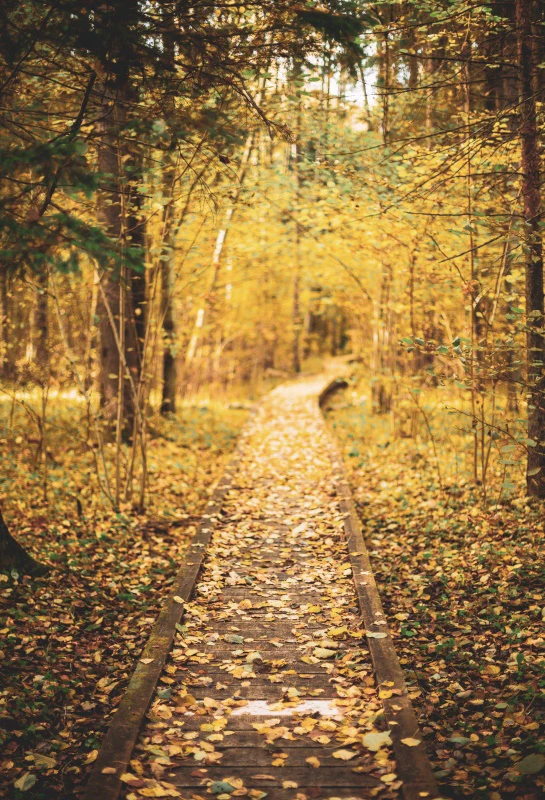 Autumn Forest Old Tree Field Path Sunshine Natural Landscape Photography Background Fallen Leaves Photo Backdrop Photo Studio