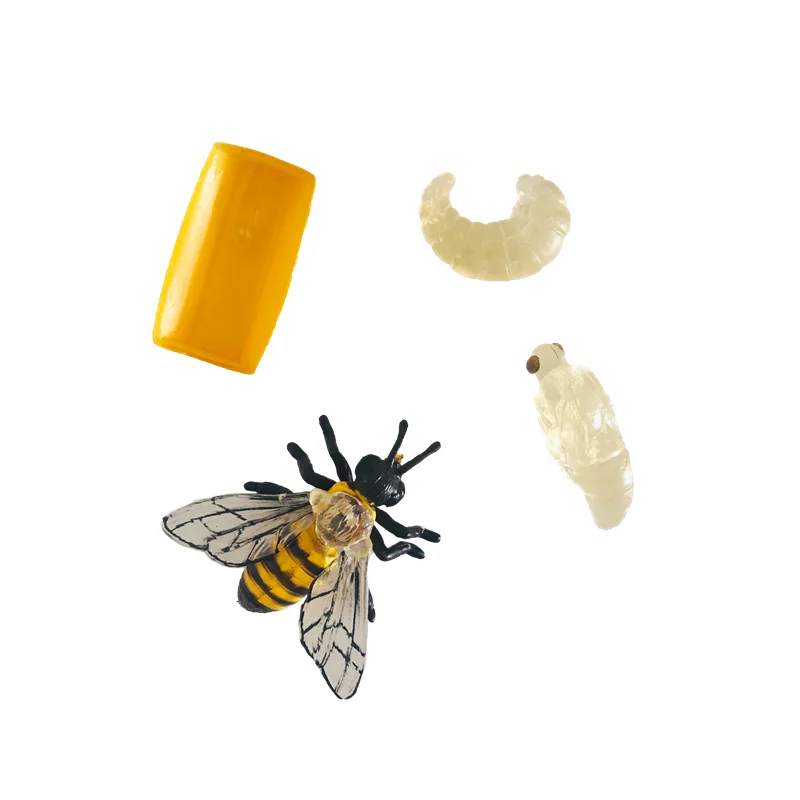 Life Cycle of Bee Montessori Biology Materials Models/ Cognitive Card/ Tray/ Wooden Board Kids Learning Tools Early Education