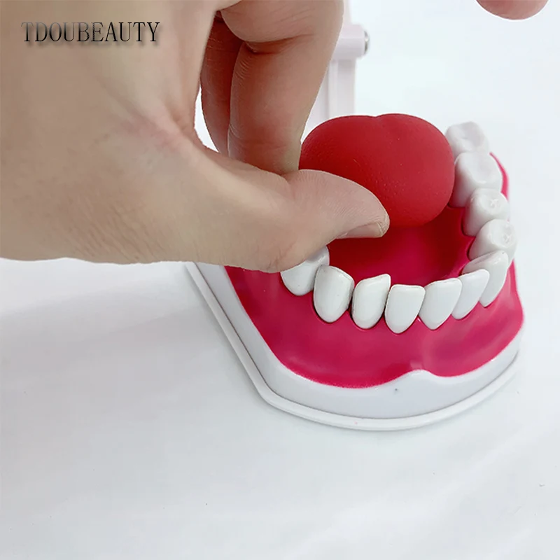 TDOUBEAUTY Adult Dental Tooth Model And Toothbrush With Removable High-Grade Teeth Teaching Model (With Tongue)Free Shipping