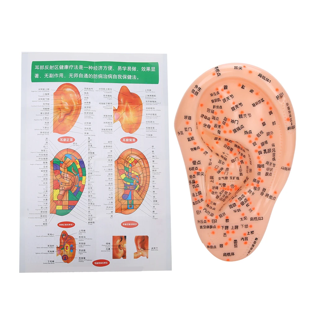 Human Ear Acupuncture Model with Acupuncture Points Ear Massage Model For Home Teaching Training Use PVC Material Safe Healthy