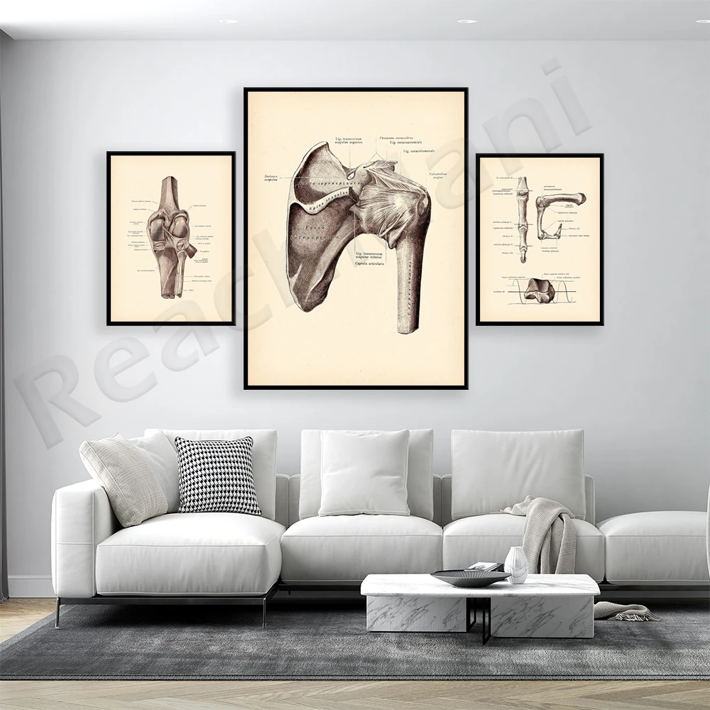 Vintage anatomy, knee joint, shoulder joint, finger joint, bone, chiropractic clinic physiotherapist gift poster