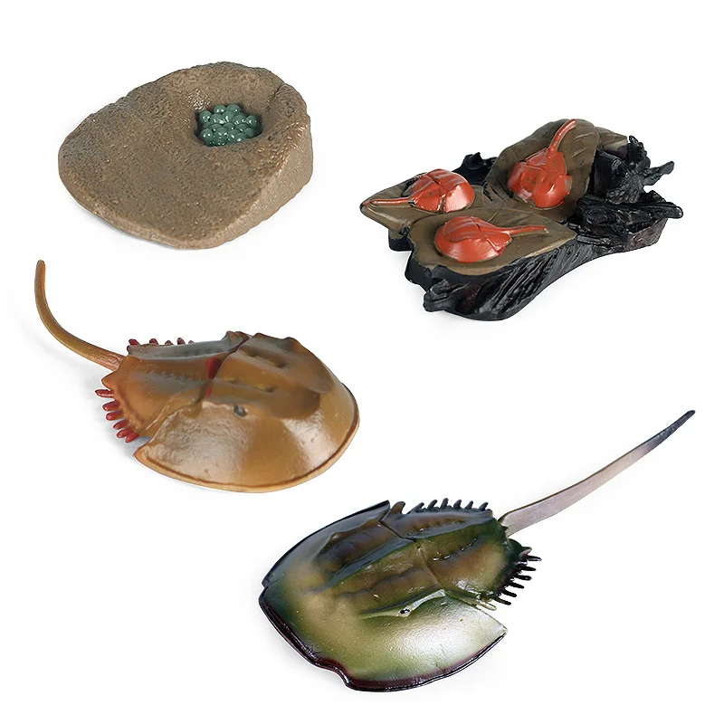 Simulation Animals Sea Turtle Horseshoe Crab Growth Cycle Action Figures Model Educational Cognitive Collection Cute Kids Toys