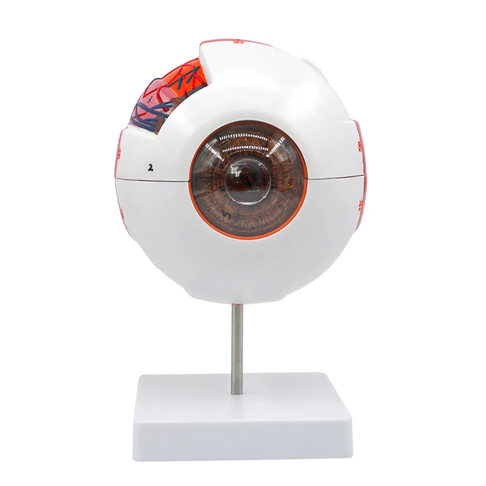 Modelo de globo ocular, modelo anatómico de globo ocular, ayuda para el aprendizaje médico, instrumento de enseñanza, fuentes de enseñanza de las ciencias médicas