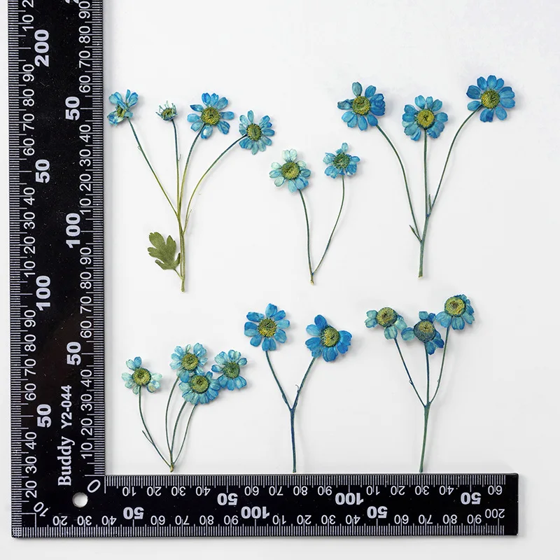 

120pcs Pressed Dried Flower Blue Chamomilla Herbarium For Epoxy Resin Face Make UP Nail Art Jewelry Bookmark Phone Case DIY