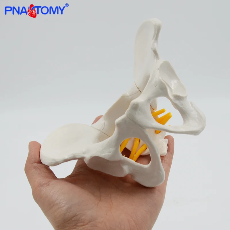 Mini Human Pelvis Bone Anatomical Model Skeleton Anatomy Model Pelvic Models Teaching Resources Educational Model Props