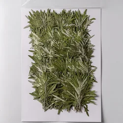 120pcs Pressed Dried Artemisia argyi Levl Leaf Herbarium For Epoxy Resin Jewelry Making Bookmark Face Makeup Nail Art Craft