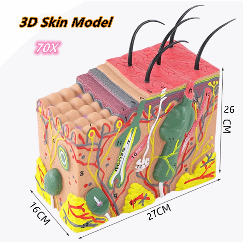 

70 times enlarged Human Skin Structure model plastic Hair Layer Structure Anatomical Model Medical Teaching Tool